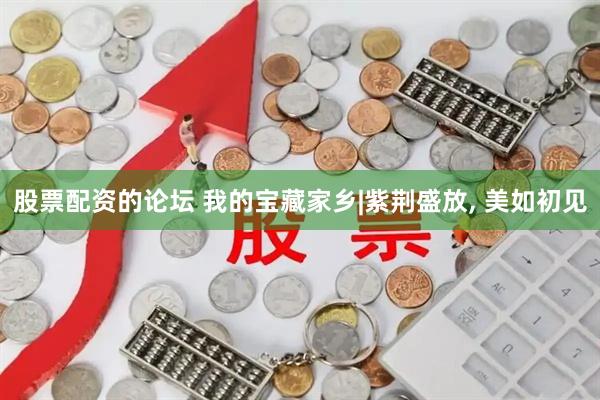 股票配资的论坛 我的宝藏家乡|紫荆盛放, 美如初见